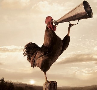 http://www.bostern.com/wp-content/uploads/2013/01/rooster-crowing-2.jpeg